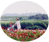 花畑